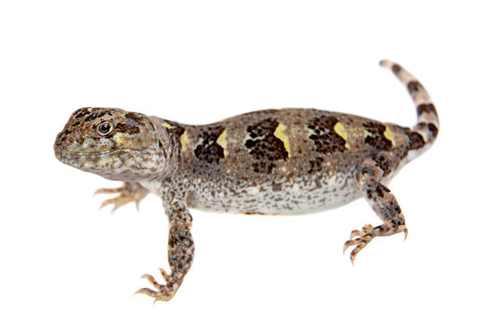 Bibron's iguana or Diplolaemus bibronii on white