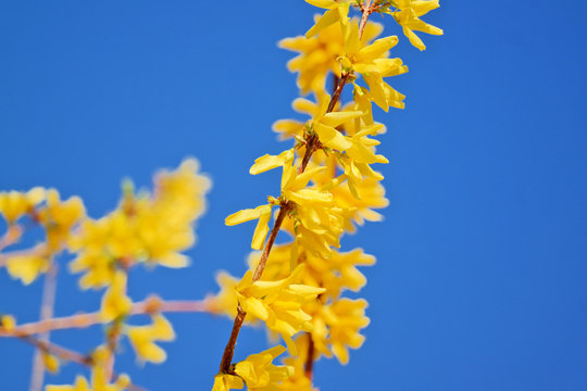 Goldglöckchen, Forsythie, Osterzweig, Blüten, gelb auf blau