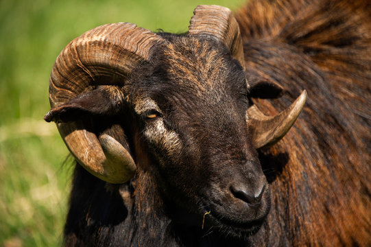 Schafbock mit gewundenen Hörnern wehrhaftes Sinnbild für Fruchtbarkeit, in der Frühlingssonne auf grüner Wiese