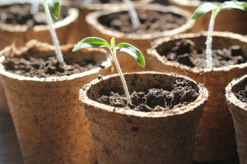 Potted seedlings growing in biodegradable peat moss pots . Gardening concept .Young tomato seedling...