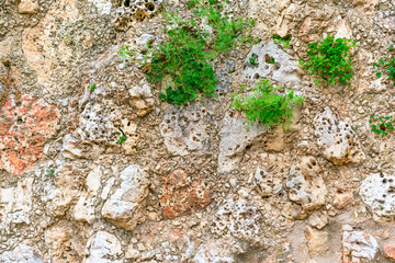 Green plants on red-yellow stones.