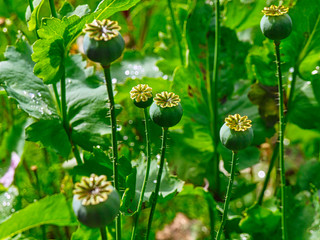 Mohnpflanze im Garten