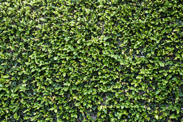 Background of green fresh small leaves,  foliage on the wall in vintage style.