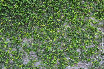 Background of foliage, green fresh small leaves on the wall.