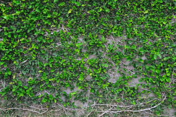 Background of leaves and branches on a concrete gray wall, wall overgrown with green climbing plants.