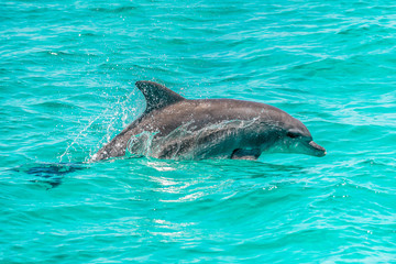 Obraz premium Dolphin swimming in the wild and jumping out of the turquoise water