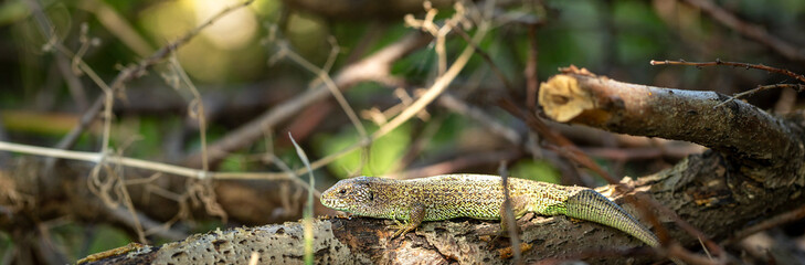 Garden lizard relaxing and warming up on tree branch. Camouflage garden lizards. Wildlife. Panoramic banner.