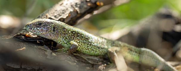 Green lizard relaxing and warming up on tree branch in the garden. Camouflage garden lizards. Wildlife. Panoramic banner.