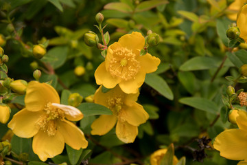 Botanical garden in Copenhagen