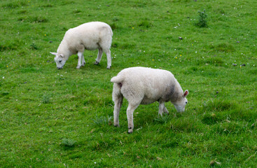 Obraz premium Two white lambs in a green lawn in the highlands in Scotland in Mull island one of the Inner Hebrides