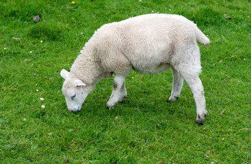 Obraz premium A white lamb in a green lawn in the highlands in Scotland in Mull island one of the Inner Hebrides