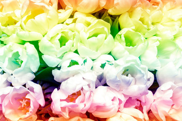 Abstract picture. Bouquet of beautiful fresh cream tulips. Top view, flat lay. Spring concept, spring flowers