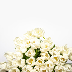 Beautiful fresh cream tulips on a white background. Top view, flat lay. Spring concept, spring flowers