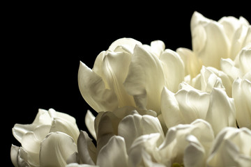 Fototapeta na wymiar Beautiful fresh cream tulips. Top view, flat lay. Spring concept, spring flowers