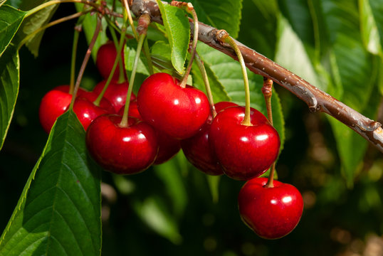 Cerezas maduras listas para su recolecci&oacute;n.