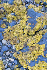 Blue and yellow pattern of pebbles and seaweed on a wild northern beach in Mull island one of the main of the Inner Hebrides in Scotland