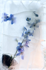Background of delphinium   flower   in ice   cube with air bubbles.