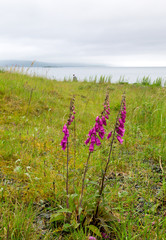 A common view of the Scottish landscape. Some purple heather flowers on a green lawn, a wide lake in the background and thick layer of fog. A scenic atmosphere and weather for a a summer road trip