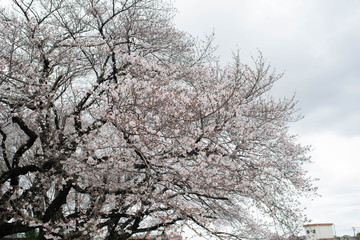 満開の桜