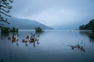 Naklejka premium A flock of geese on a cloudy day