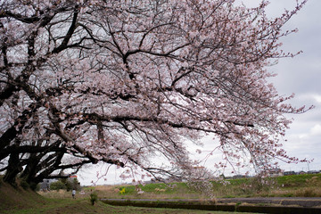 満開の桜