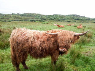 A highland cow peacefully grazing in its natural habitat, the green landscape of the Scottich...