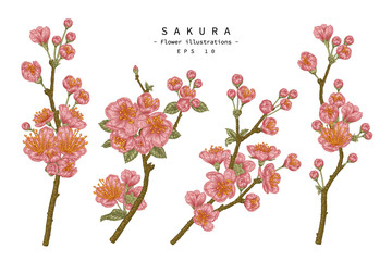 Sketch Floral decorative set. Cherry blossom flower drawings. Vintage line art isolated on white backgrounds. Hand Drawn Botanical Illustrations. Elements vector.