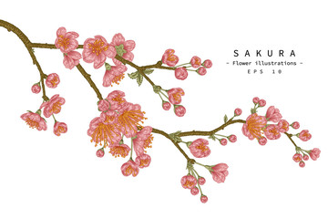 Sketch Floral decorative set. Cherry blossom flower drawings. Vintage line art isolated on white backgrounds. Hand Drawn Botanical Illustrations. Elements vector.