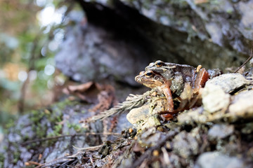 Couple of Tago frogs mating at a trail of Takao mountain in Tokyo, Japan.