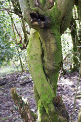 troncos trenzados de un arbol en el bosque