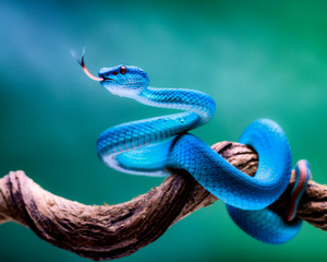 reptile and amphibian in macrophotography