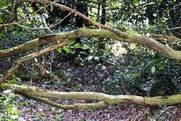 ramas de un arbol en el bosque