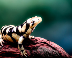 reptile and amphibian in macrophotography