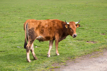 vaca marron parada a un lado del camino de tierra