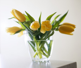 Fresh yellow tulips bouquet over wooden table. Isolated on white