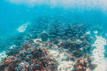 Large school of fish swimming together in clear blue ocean