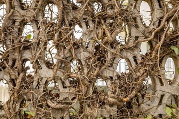 View of stone fence entwined with thin curved branches of a dry tree