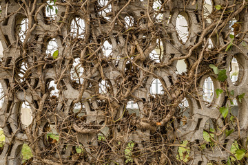 View of stone fence entwined with thin curved branches of a dry tree