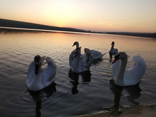 Fototapeta premium Beautiful wild swans at sunset.