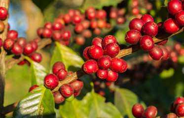 Coffee beans ripening on tree in North of thailand