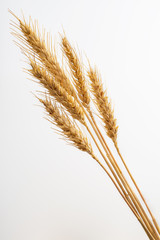 Spighe di grano mature