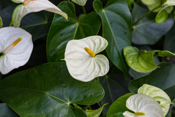 Anthurium in the garden