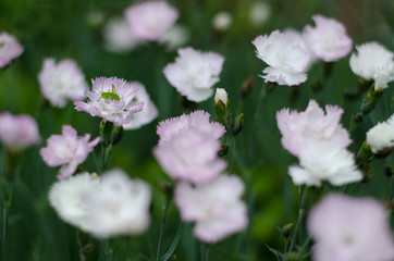 Beautiful blossomed garden cloves with a grasshopper (Leptophyes punctatissima) on one of them, soft focus