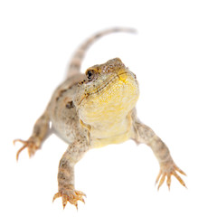 Bibron's iguana or Diplolaemus bibronii on white