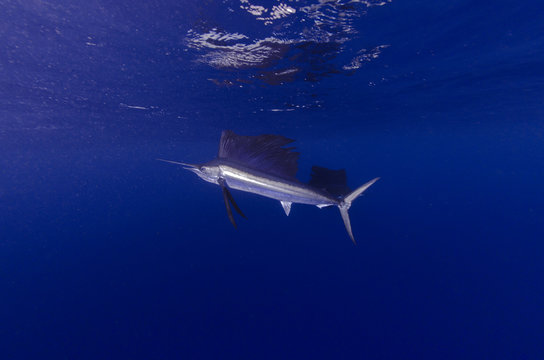 marlin pesce vela