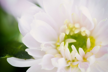 Close up background of light pink chrysanthemum flower on natural green background, macro, selective focus