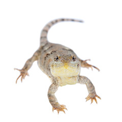 Bibron's iguana or Diplolaemus bibronii on white