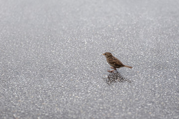 A little sparrow is eating bread crumbs on the street.