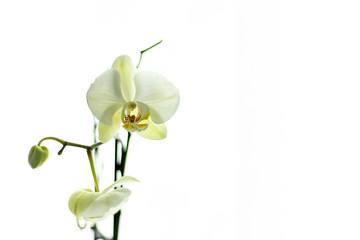 White orchid isolated on white background