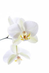 Fototapeta na wymiar White orchid isolated on white background